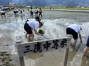 田植え (6)